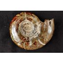 AML07 Madagaskar Ammonit / Natilus de luxe 95 mm 350 g Lobenlinien