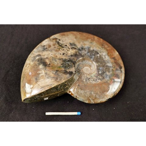 AML08 Madagaskar Ammonit  de luxe 145 mm 804 Gr.Perlmutt