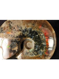 AML08 Madagaskar Ammonit  de luxe 145 mm 804 Gr.Perlmutt