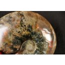 AML08 Madagaskar Ammonit  de luxe 145 mm 804 g Perlmutt