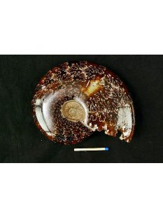 AML09 Madagaskar Ammonit  de luxe 130 mm 555 g Perlmutt und Lobenlinien