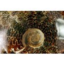 AML09 Madagaskar Ammonit  de luxe 130 mm 555 g Perlmutt und Lobenlinien