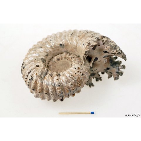 AMN02 Madagaskar Rippen Ammonit  de luxe 130 mm 962 g