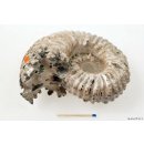 AMN02 Madagaskar Rippen Ammonit  de luxe 130 mm 962 g