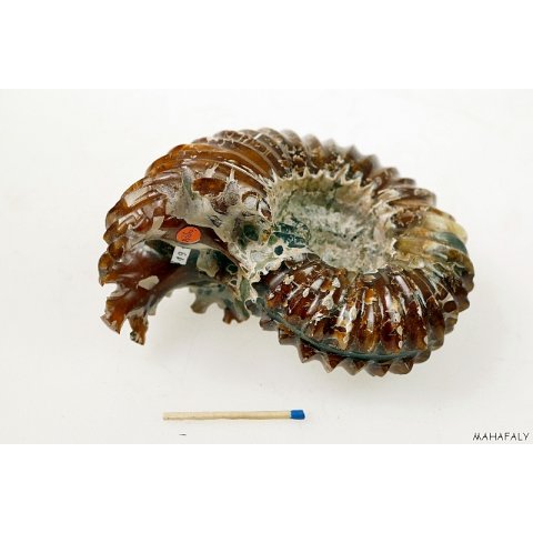 AMN03 Madagaskar Rippen Ammonit de luxe 125 mm 627 g