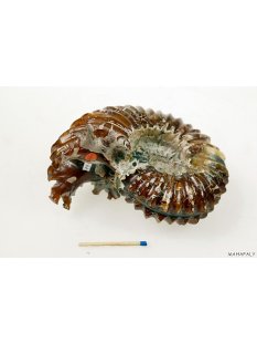 AMN03 Madagaskar Rippen Ammonit de luxe 125 mm 627 g