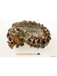AMN07 Madagaskar Rippen Ammonit Donvilleiceras de luxe 85 mm 267 g