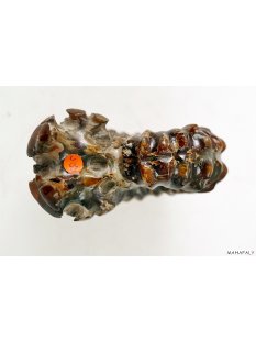 AMN07 Madagaskar Rippen Ammonit de luxe 85 mm 267 g
