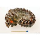 AMN07 Madagaskar Rippen Ammonit Donvilleiceras de luxe 85 mm 267 g