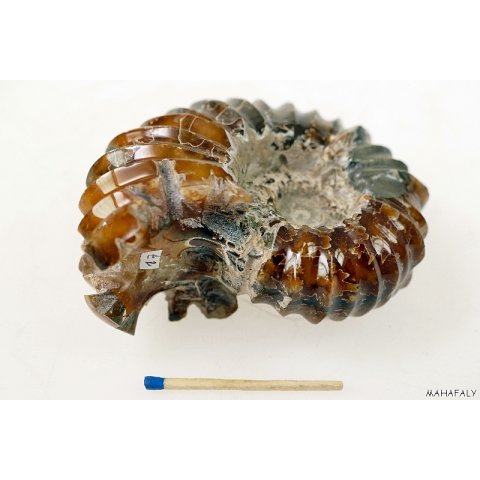 AMN09 Madagaskar Rippen Ammonit de luxe 85 mm 288 g