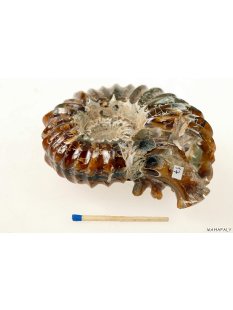 AMN09 Madagaskar Rippen Ammonit Donvilleiceras de luxe 85 mm 288 g