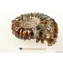 AMN09 Madagaskar Rippen Ammonit Donvilleiceras de luxe 85 mm 288 g