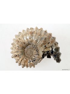 AMN10 Madagaskar Rippen Ammonit de luxe 75 mm 236 g