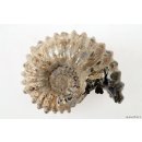 AMN10 Madagaskar Rippen Ammonit de luxe 75 mm 236 g