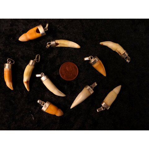 Anhänger echt Madagaskar Krokodilzahn Alligatorzahn unbehandelt mit Silberfassung 30 - 35  mm