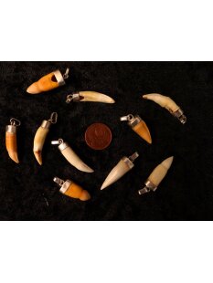 Anhänger echt Madagaskar Krokodilzahn Alligatorzahn...