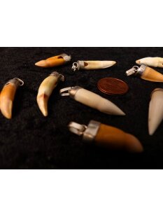 Anhänger echt Madagaskar Krokodilzahn Alligatorzahn unbehandelt mit Silberfassung 30 - 35  mm