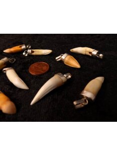 Anhänger echt Madagaskar Krokodilzahn Alligatorzahn unbehandelt mit Silberfassung 30 - 35  mm