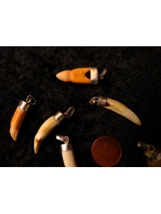 Anhänger echt Madagaskar Krokodilzahn Alligatorzahn unbehandelt mit Silberfassung 30 - 35  mm