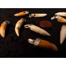 Anhänger echt Madagaskar Krokodilzahn Alligatorzahn unbehandelt mit Silberfassung 30 - 35  mm