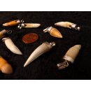 Anhänger echt Madagaskar Krokodilzahn Alligatorzahn unbehandelt mit Silberfassung 30 - 35  mm