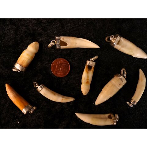 Anhänger echt Madagaskar Krokodilzahn Alligatorzahn dick unbehandelt mit Silberfassung 30 - 40  mm