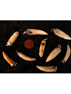 Anhänger echt Madagaskar Krokodilzahn Alligatorzahn...