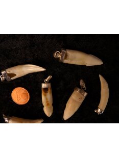 Anhänger echt Madagaskar Krokodilzahn Alligatorzahn dick unbehandelt mit Silberfassung 30 - 40  mm