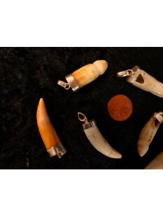 Anhänger echt Madagaskar Krokodilzahn Alligatorzahn dick unbehandelt mit Silberfassung 30 - 40  mm