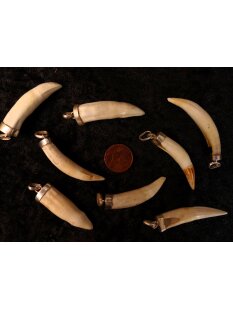 Anhänger echt Madagaskar Krokodilzahn Alligatorzahn dick unbehandelt mit Silberfassung 30 - 40  mm