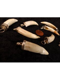 Anhänger echt Madagaskar Krokodilzahn Alligatorzahn dick unbehandelt mit Silberfassung 30 - 40  mm