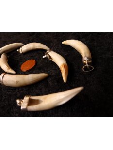 Anhänger echt Madagaskar Krokodilzahn Alligatorzahn dick unbehandelt mit Silberfassung 30 - 40  mm