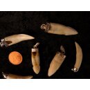 Anhänger echt Madagaskar Krokodilzahn Alligatorzahn dick unbehandelt mit Silberfassung 30 - 40  mm