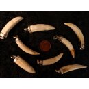 Anhänger echt Madagaskar Krokodilzahn Alligatorzahn dick unbehandelt mit Silberfassung 30 - 40  mm