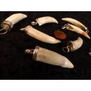 Anhänger echt Madagaskar Krokodilzahn Alligatorzahn dick unbehandelt mit Silberfassung 30 - 40  mm