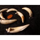 Anhänger echt Madagaskar Krokodilzahn Alligatorzahn dick unbehandelt mit Silberfassung 30 - 40  mm