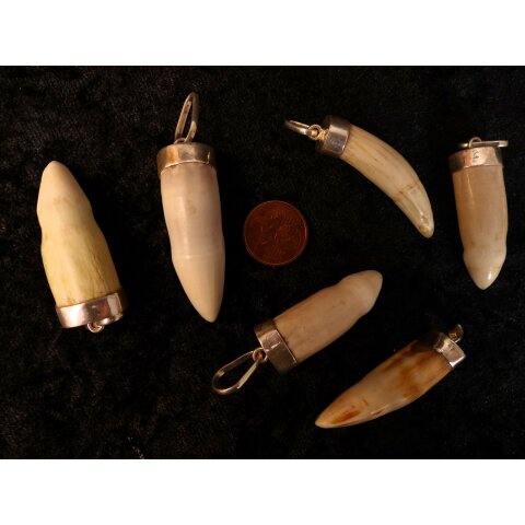 Anhänger echt Madagaskar Krokodilzahn Alligatorzahn dick sehr seltene Größe mit Silberfassung 40 - 45  mm