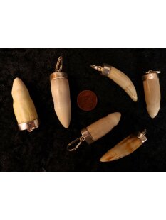 Anhänger echt Madagaskar Krokodilzahn Alligatorzahn...