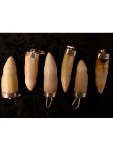 Anhänger echt Madagaskar Krokodilzahn Alligatorzahn dick sehr seltene Größe mit Silberfassung 40 - 45  mm