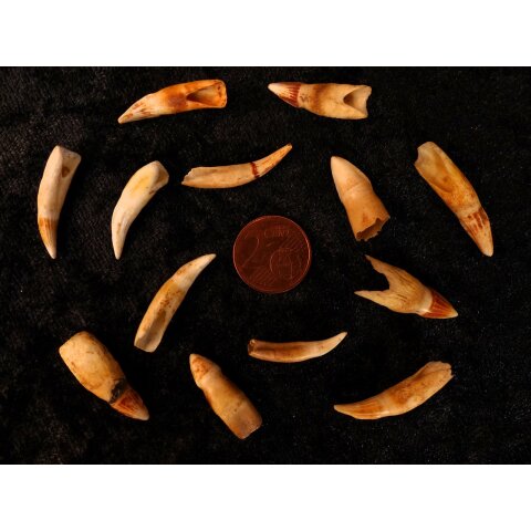 echt Madagaskar Nil Krokodilzahn Alligatorzahn roh unbehandelt 20 - 30 mm