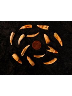 echt Madagaskar Nil Krokodilzahn Alligatorzahn roh unbehandelt 20 - 30 mm