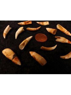 echt Madagaskar Nil Krokodilzahn Alligatorzahn roh unbehandelt 20 - 30 mm