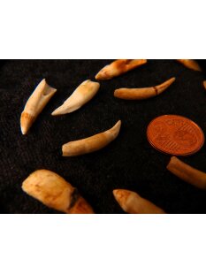 echt Madagaskar Nil Krokodilzahn Alligatorzahn roh unbehandelt 20 - 30 mm