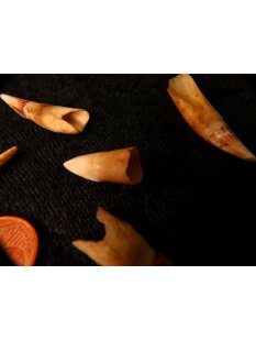 echt Madagaskar Nil Krokodilzahn Alligatorzahn roh unbehandelt 20 - 30 mm