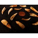 echt Madagaskar Nil Krokodilzahn Alligatorzahn roh unbehandelt 20 - 30 mm