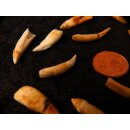 echt Madagaskar Nil Krokodilzahn Alligatorzahn roh unbehandelt 20 - 30 mm