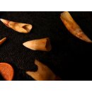 echt Madagaskar Nil Krokodilzahn Alligatorzahn roh unbehandelt 20 - 30 mm