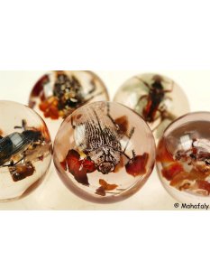 Käferkugeln Insekten in Acryl D: 40 mm