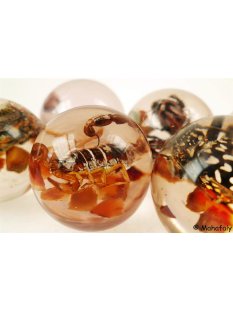 Käferkugeln Insekten in Acryl D: 50 mm