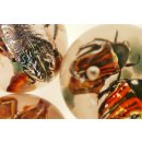 K&auml;ferkugeln Insekten in Acryl D: 50 mm